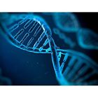 60561 Paternity Test Dna Kit 600156060561