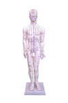 Human Acupuncture Model 60CM With Meridian Points For Medical Training. Fixed Price $74.00.