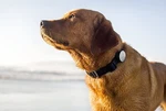 Whistle Monitor For Dogs, Track Your Daily Activity/rest Patterns. Fixed Price $39.95.