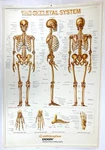 Vintage Cast Plastic Exogen Smith&nephew Ultra Sound Skeletal System 3D Poster. Fixed Price $39.99.