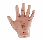 13CM Human Hand Acupuncture Points Model For Medical Training. Fixed Price $62.00.